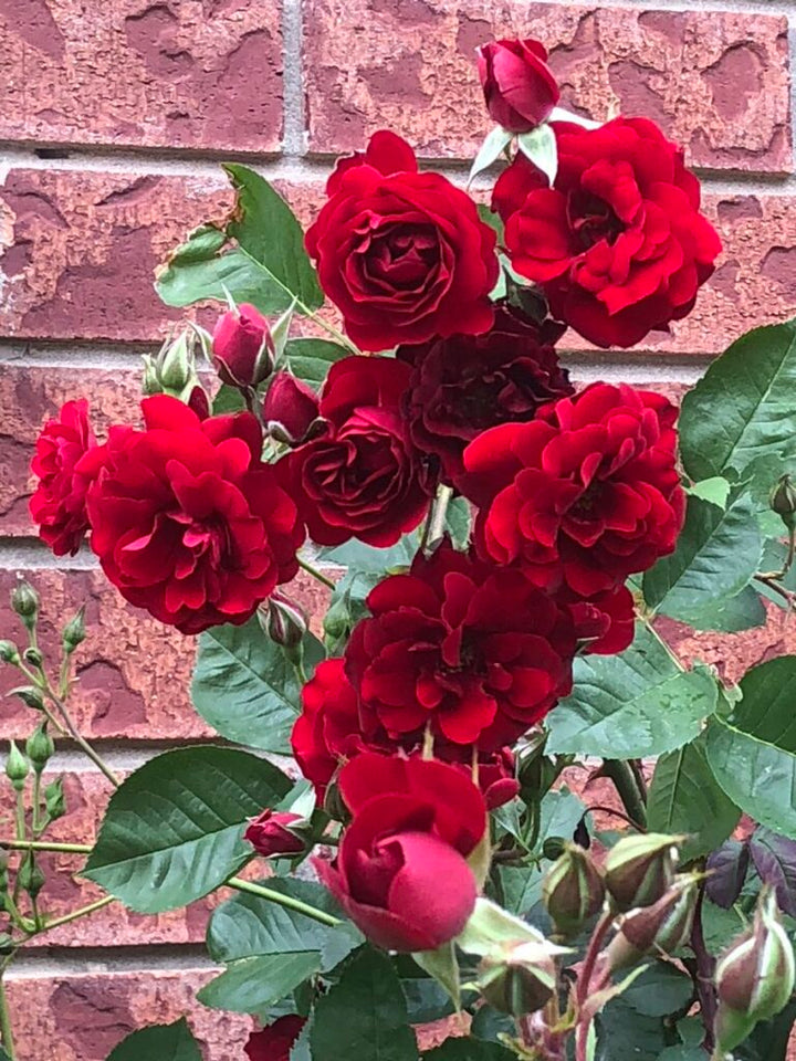 Canadian Shield 49th Parallel Rose (Red) #02