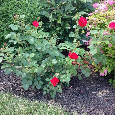 Canadian Shield 49th Parallel Rose (Red) #02