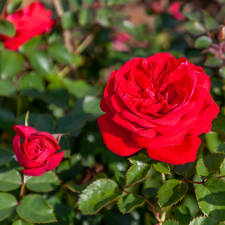 Canadian Shield 49th Parallel Rose (Red) #02