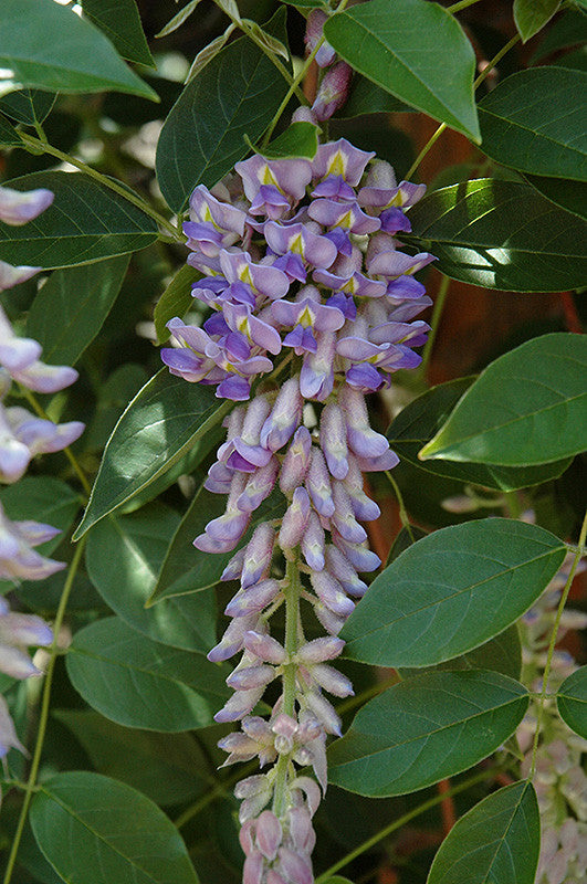 summer cascade wisteria vine (FE) 2 TRUE