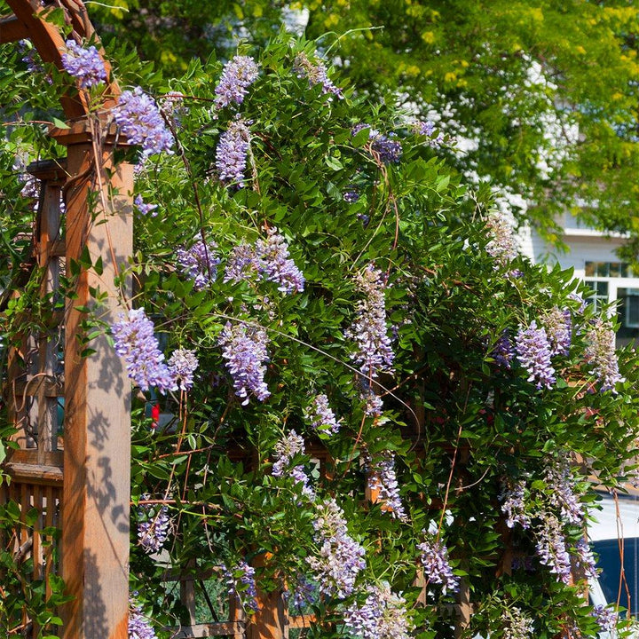 summer cascade wisteria vine (FE) 2 TRUE