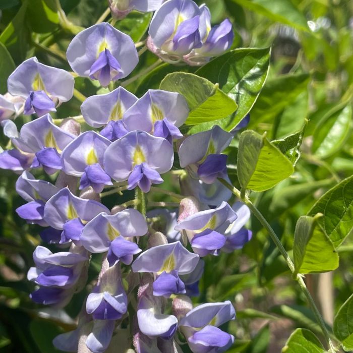 summer cascade wisteria vine (FE) 2 TRUE