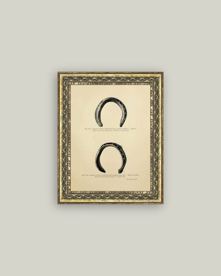Horse Shoe Study: 5x7