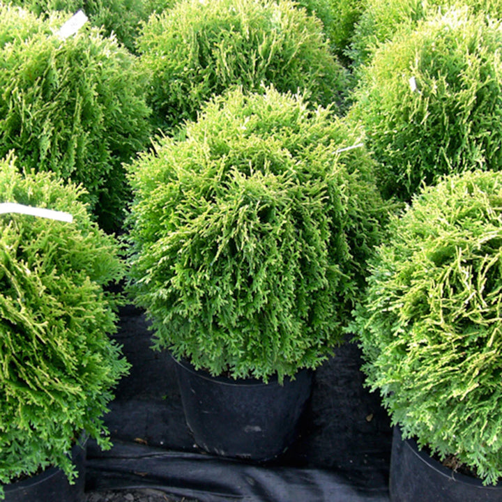 Globe Cedar - 5 Gallon