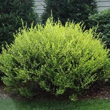 Cesky Gold Dwarf Birch (PW) #8 inch