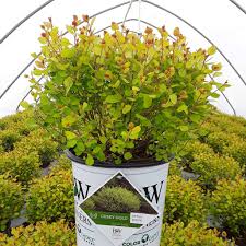 Cesky Gold Dwarf Birch (PW) #8 inch