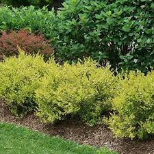 Cesky Gold Dwarf Birch (PW) #8 inch