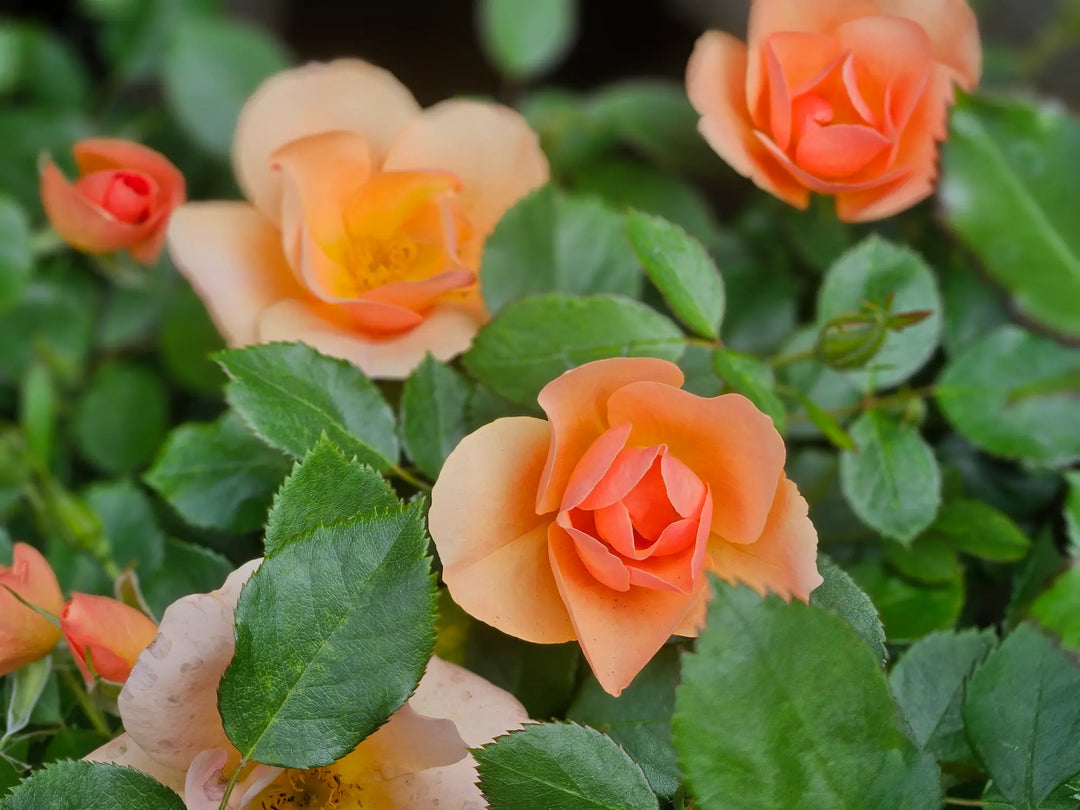 Chinook Sunrise Rose #02