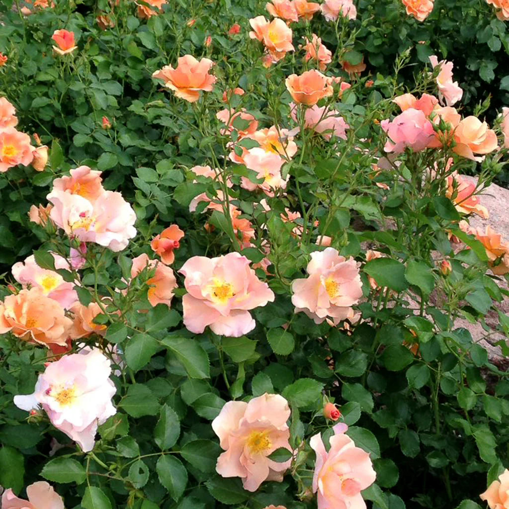 Chinook Sunrise Rose #02