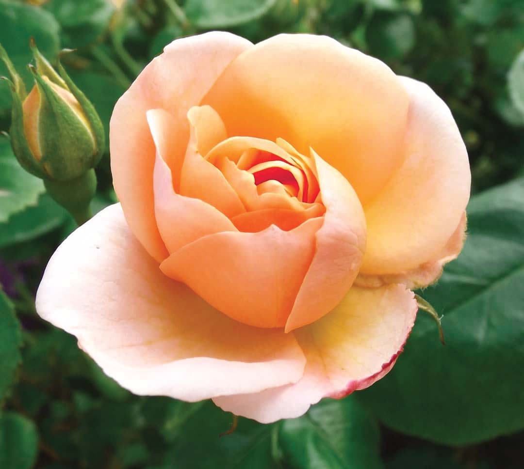Chinook Sunrise Rose #02