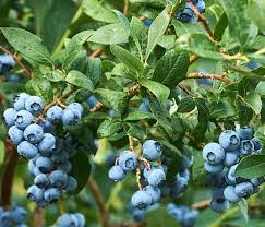Chippewa Blueberry #01