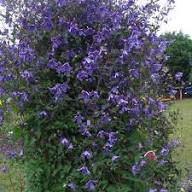 Blue Boy (Blue) Clematis #01