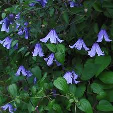 Blue Boy (Blue) Clematis #01