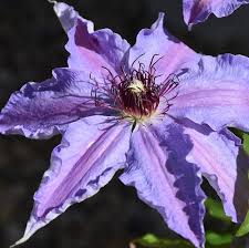 Blue Boy (Blue) Clematis #01