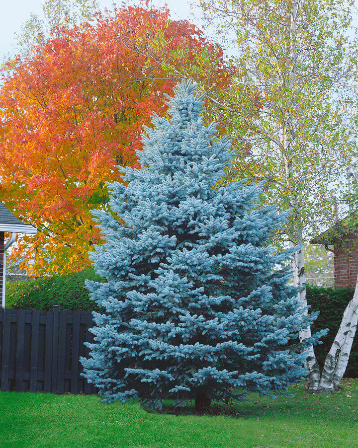 Colorado Spruce #05