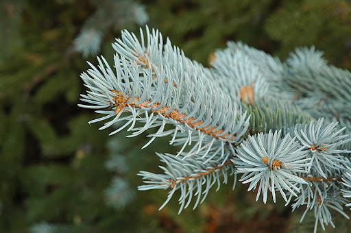 Colorado Spruce #05
