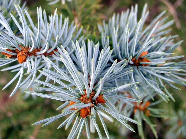 Colorado Spruce #05