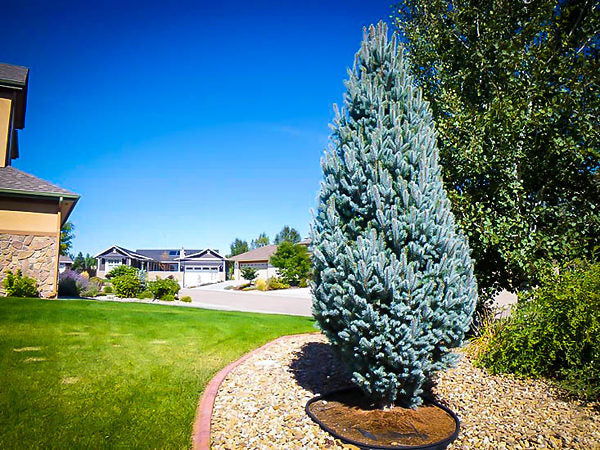 Columnar Blue Spruce