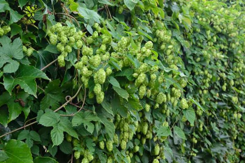 Common Hops #01