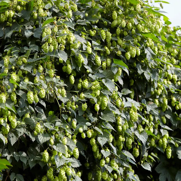 Common Hops #01