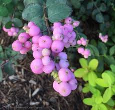 Proud Berry Coral Berry (PW) 2 true