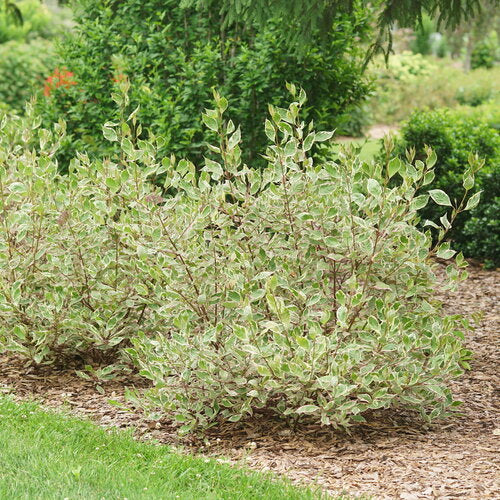 Sgt. Pepper Dogwood (PW)