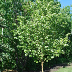 Crimson Passion Cherry #05