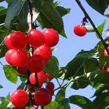 Crimson Passion Cherry #05