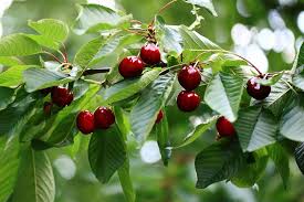 Crimson Passion Cherry #07