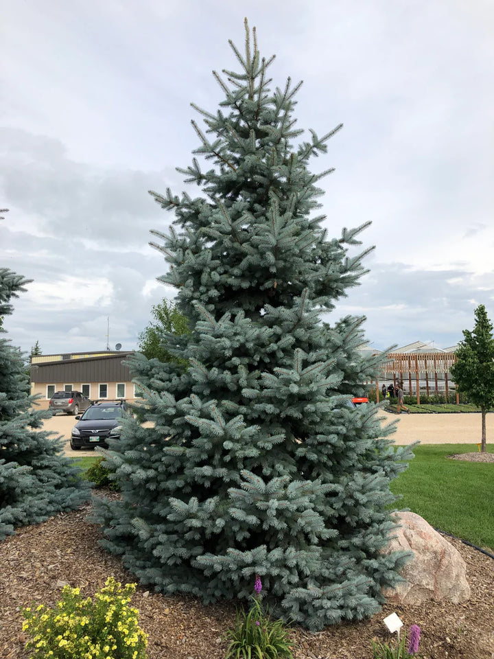 Crystal Blue Spruce #05