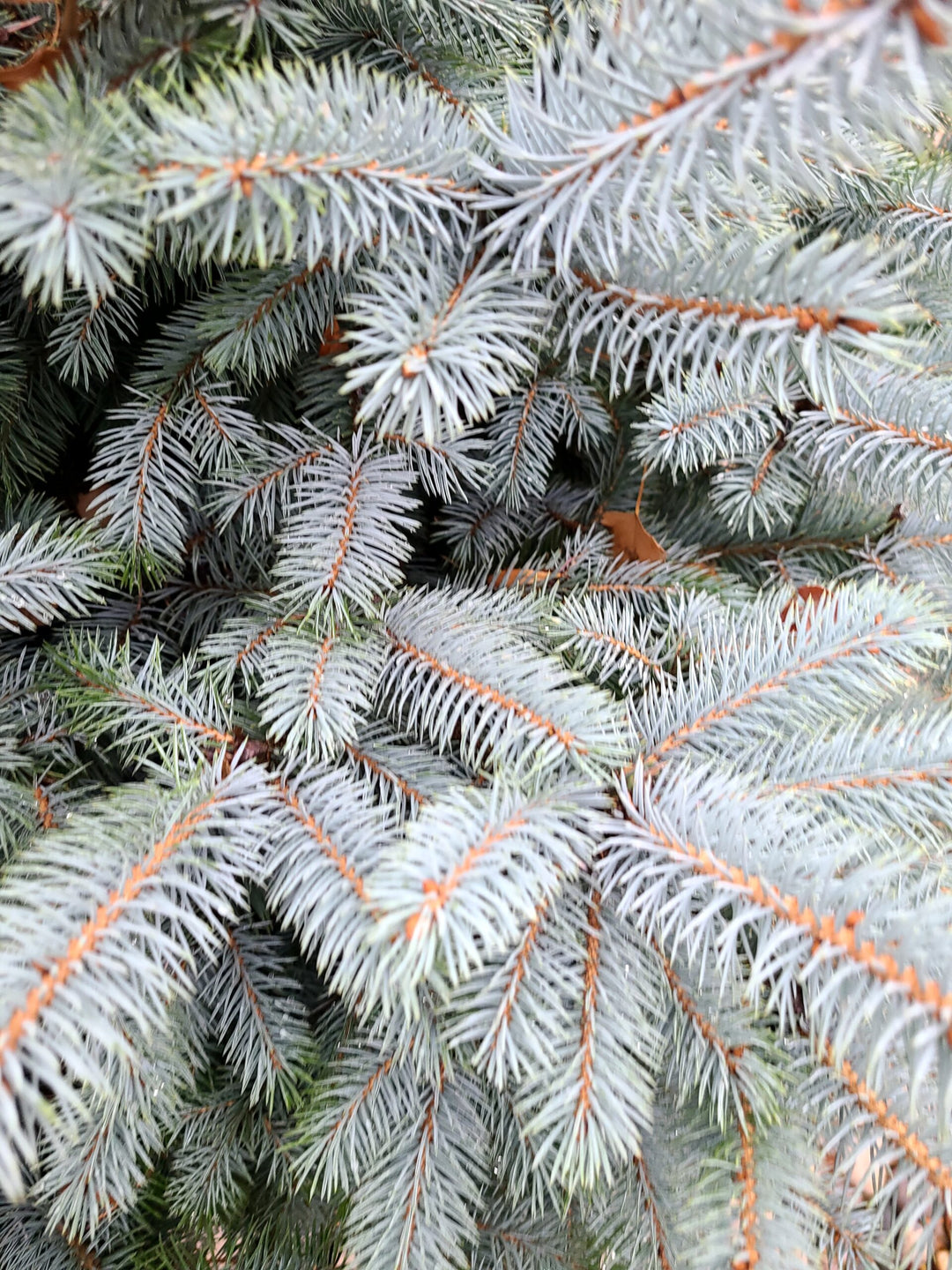 Crystal Blue Spruce #05