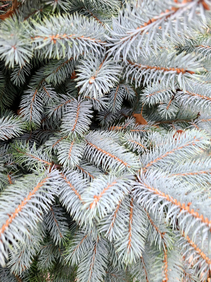 Crystal Blue Spruce #05