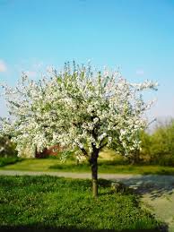 D'Artagnan Cherry #05