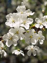 D'Artagnan Cherry #05
