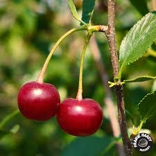D'Artagnan Cherry #05