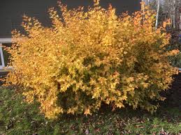Dart's Gold Ninebark #02