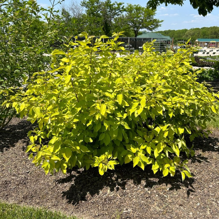 Neon Burst Dogwood