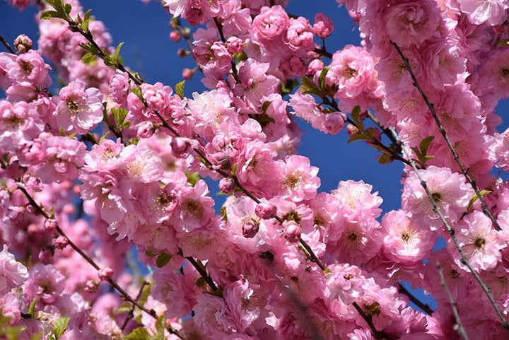 Double Flowering Plum