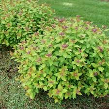 Double Play Dolly Spirea (PW) 8 INCH