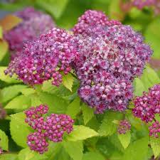 Double Play Dolly Spirea (PW) 8 INCH