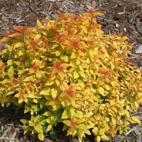 Double Play Dolly Spirea (PW) 8 INCH