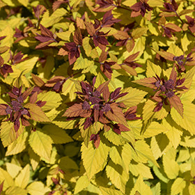 Double Play Dolly Spirea (PW) 8 INCH