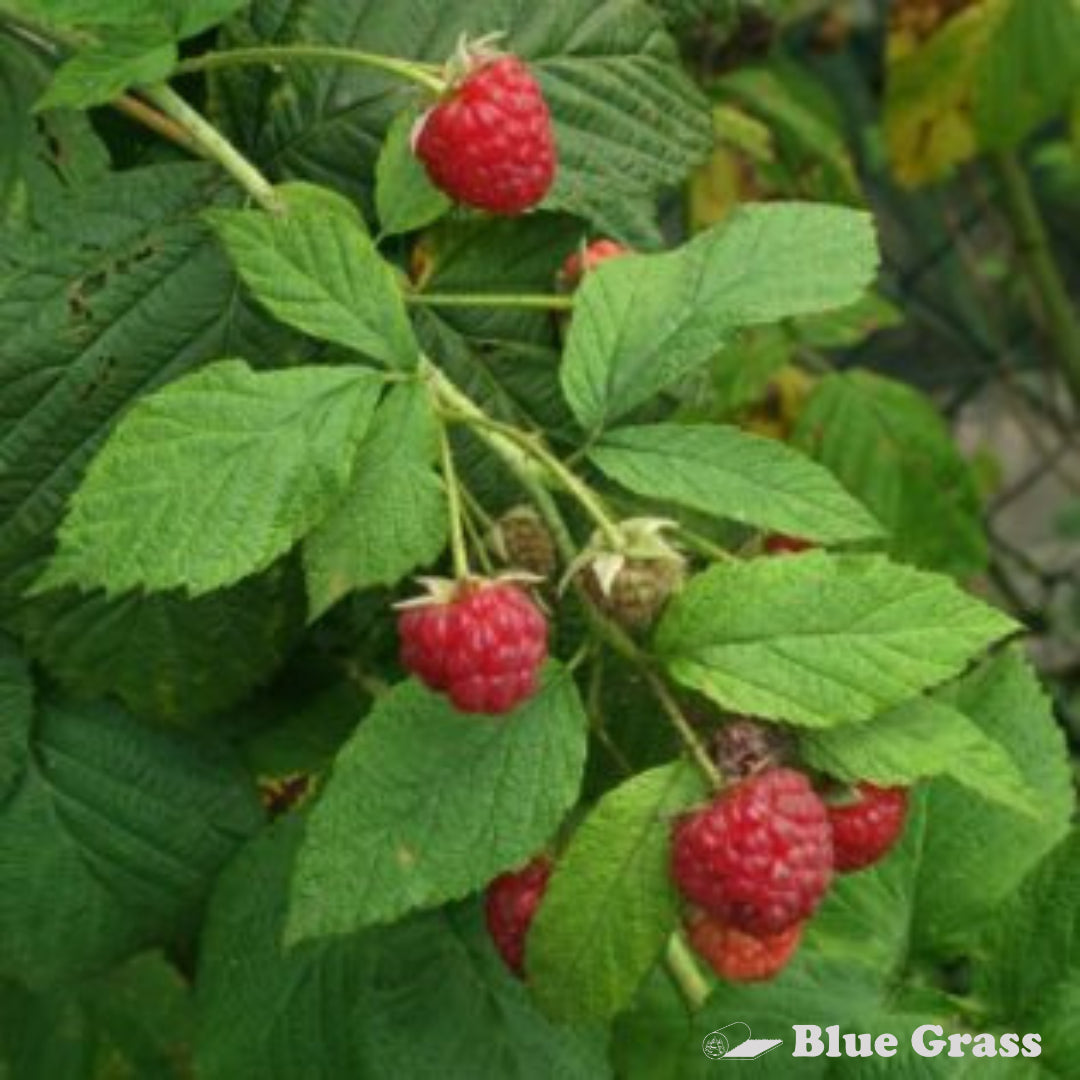 Double Delight Raspberry #01