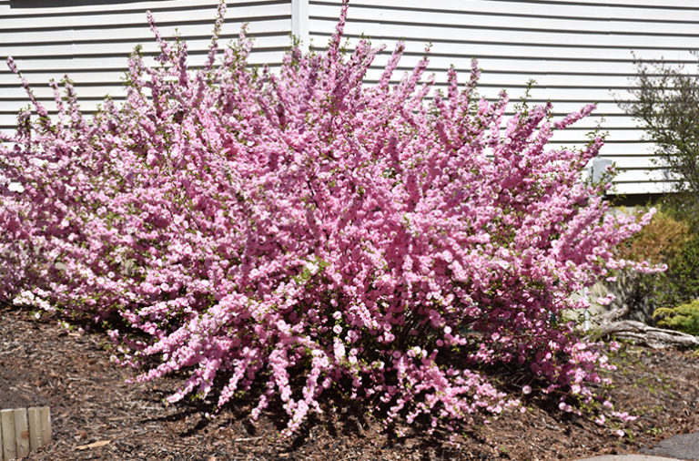 Double Flowering Plum #02