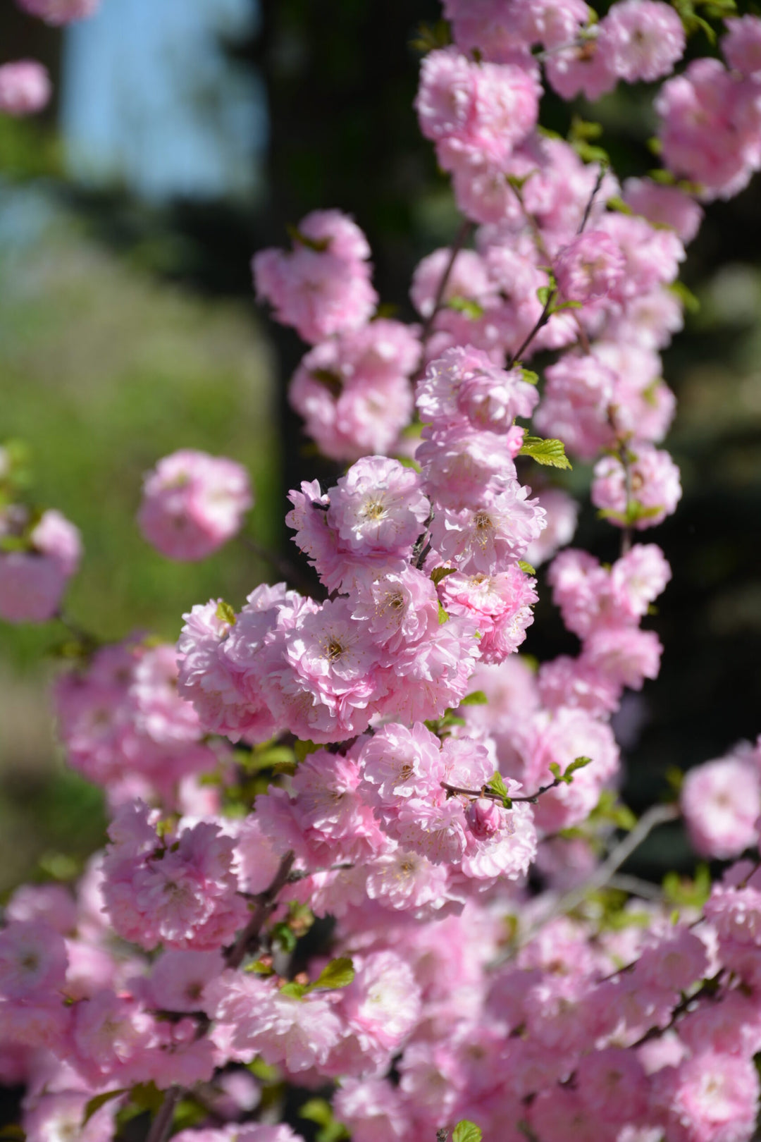 Double Flowering Plum #05
