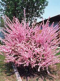 Double Flowering Plum #02