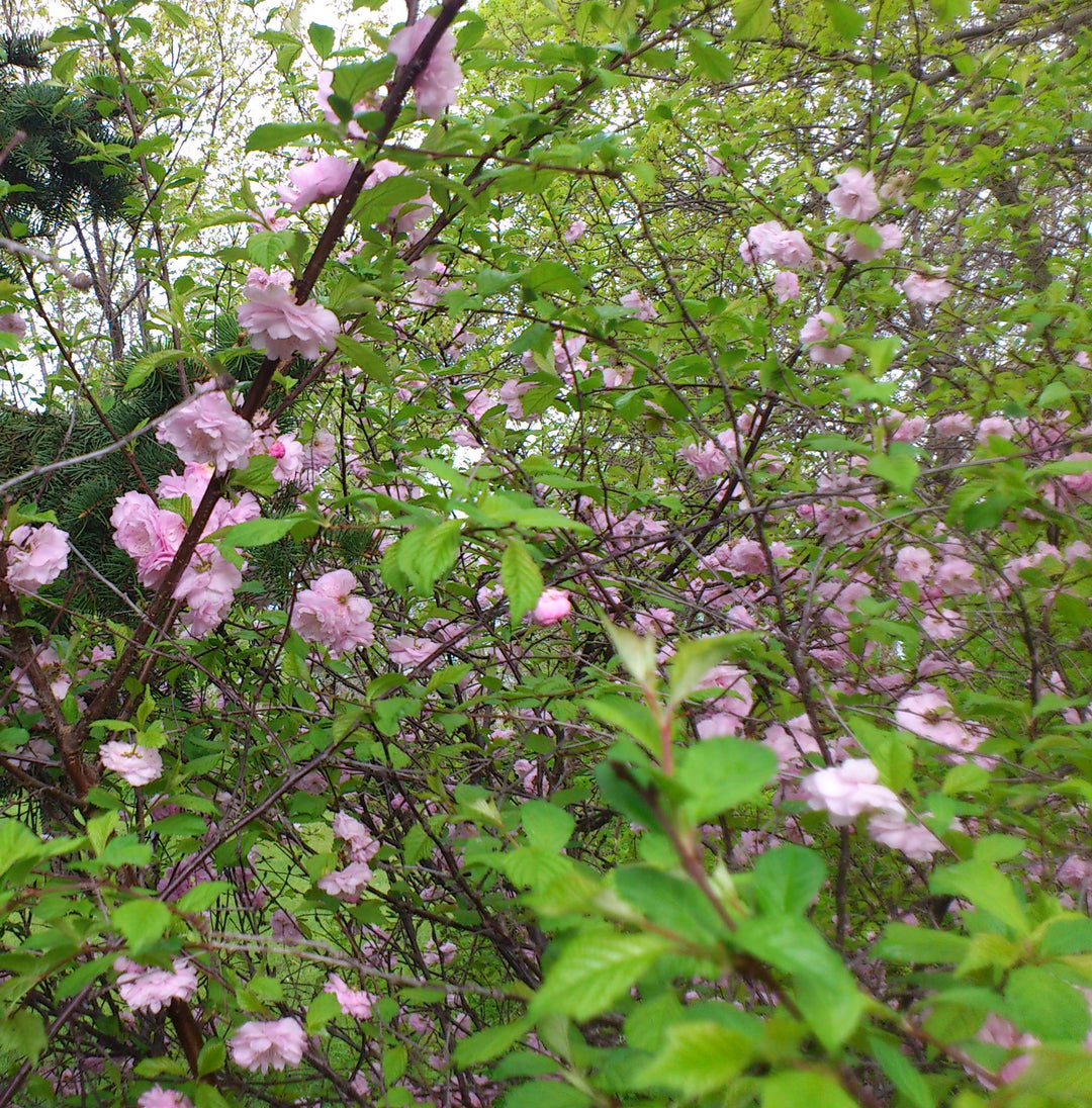 Double Flowering Plum #02