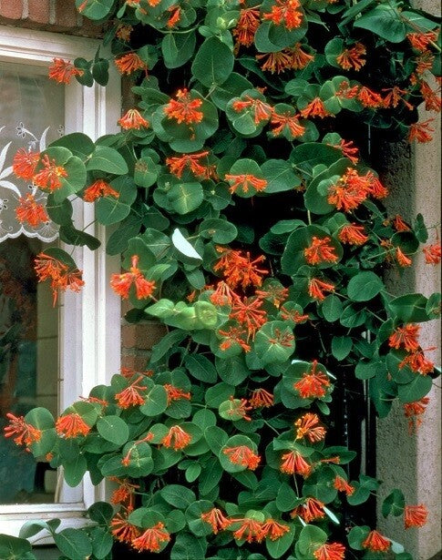 Dropmore Scarlet Honeysuckle #01