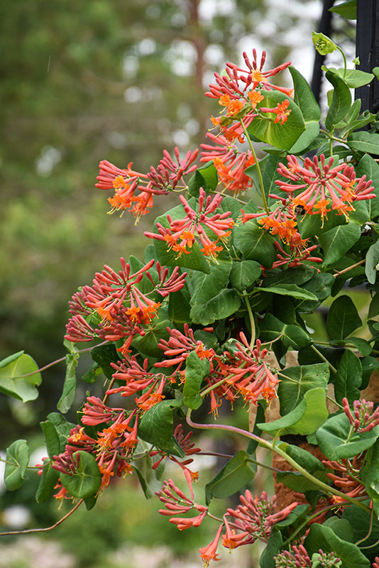 Dropmore Scarlet Honeysuckle #01