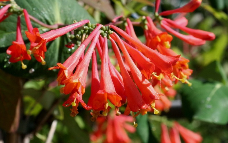 Dropmore Scarlet Honeysuckle #01